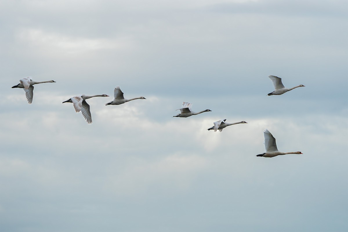 疣鼻天鵝 - ML646543477