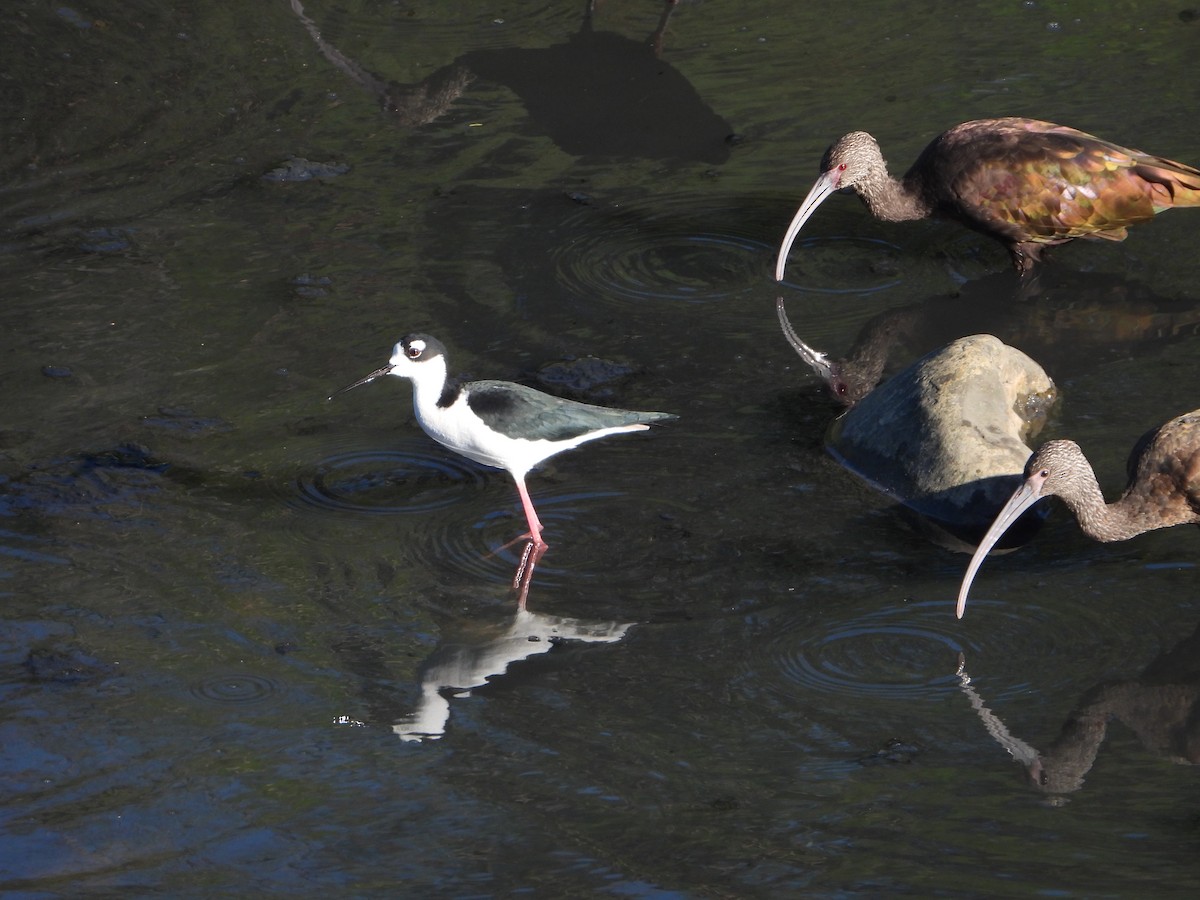 Black-necked Stilt - ML646543478
