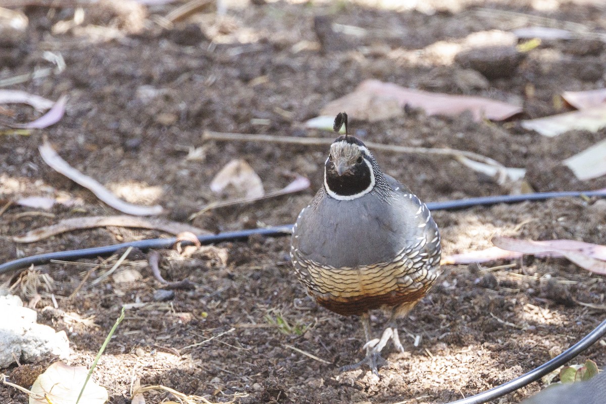 křepel kalifornský - ML646543479