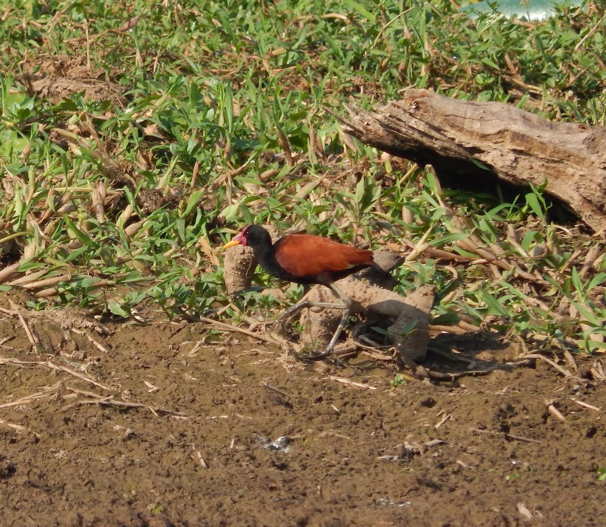 Rotstirn-Blatthühnchen - ML646543480