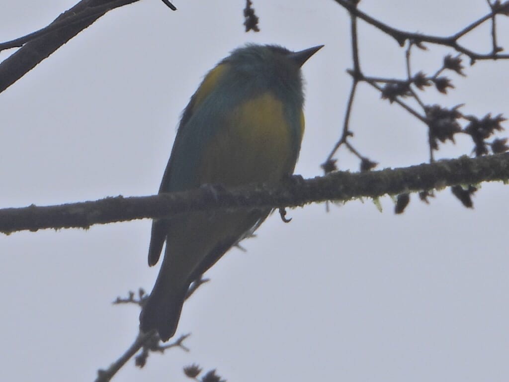 Yellow-tufted Dacnis - ML646543485