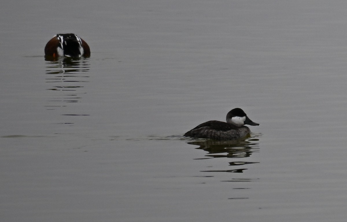 Ruddy Duck - ML646543486