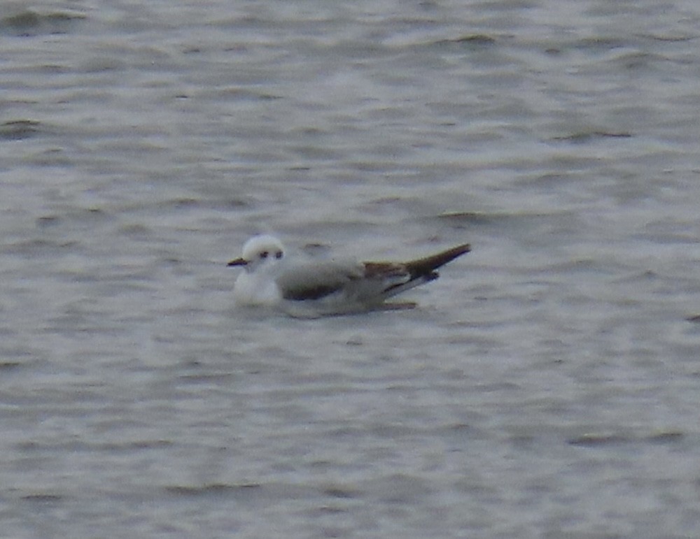 racek Bonapartův - ML646543487