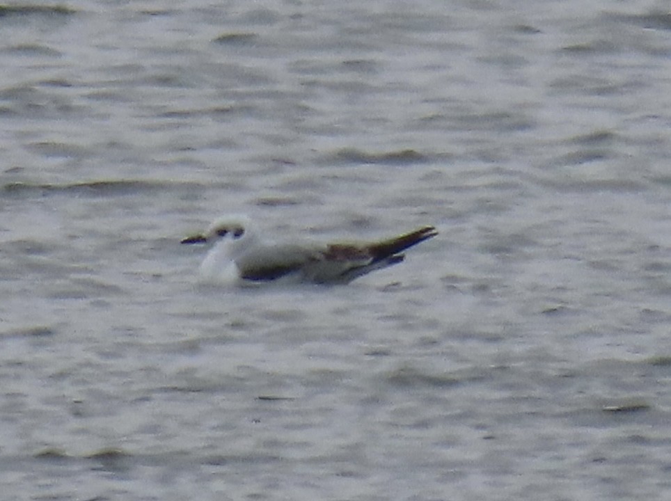 racek Bonapartův - ML646543488