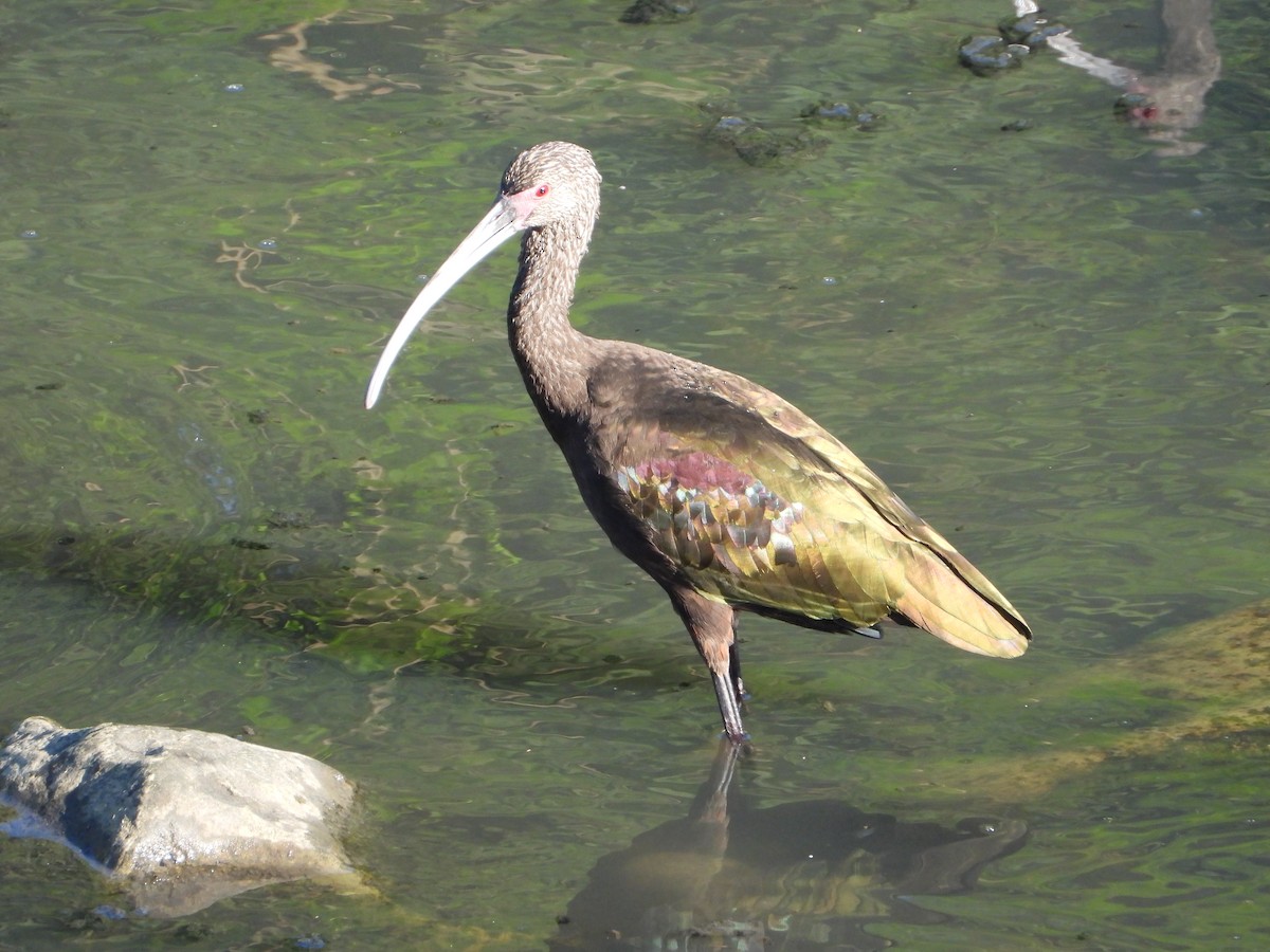 White-faced Ibis - ML646543491