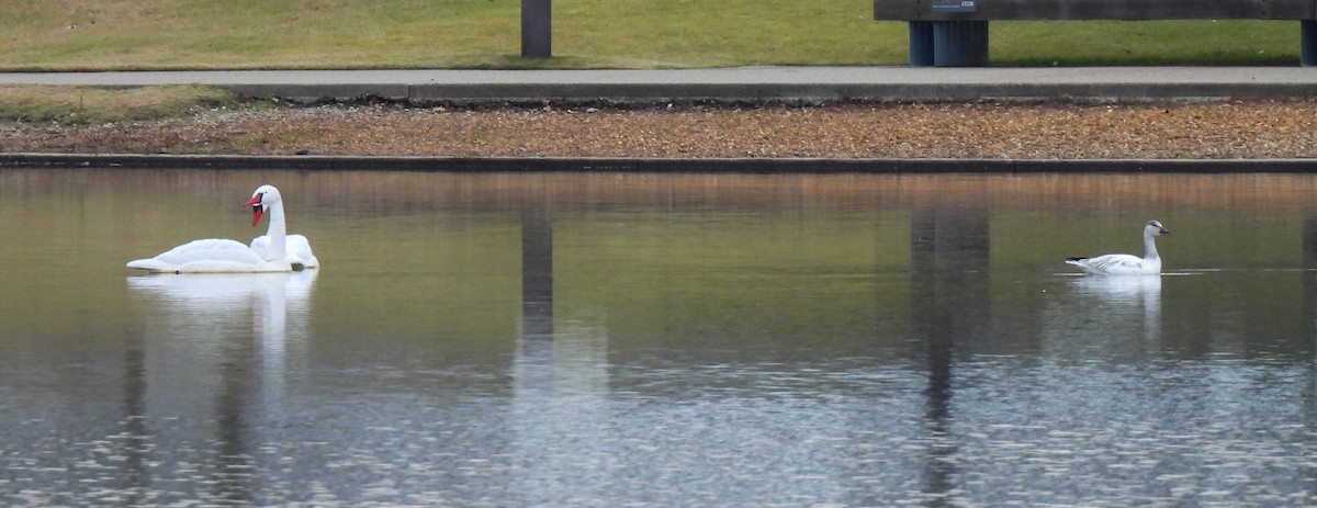 ハクガン - ML646543492