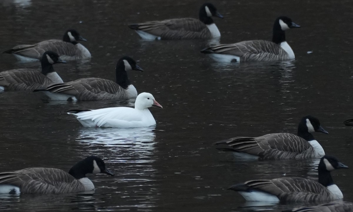 Snow Goose - ML646543494