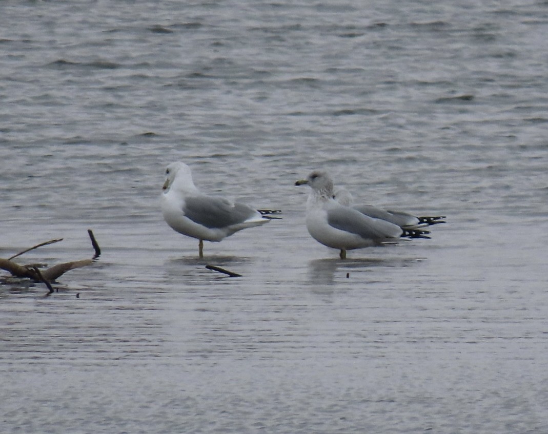 racek kroužkozobý - ML646543495