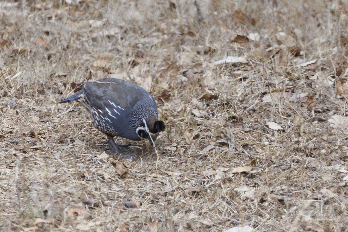 křepel kalifornský - ML646543496