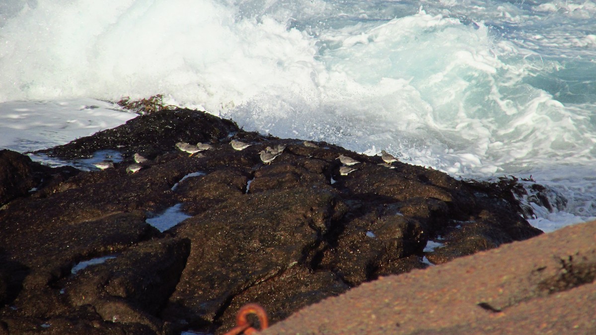 Purple Sandpiper - ML646543499