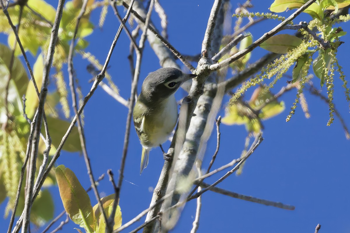 Blue-headed Vireo - ML646543503
