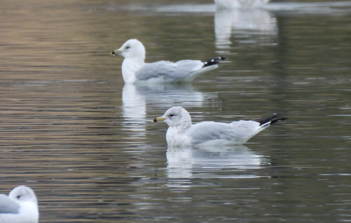 クロワカモメ - ML646543504