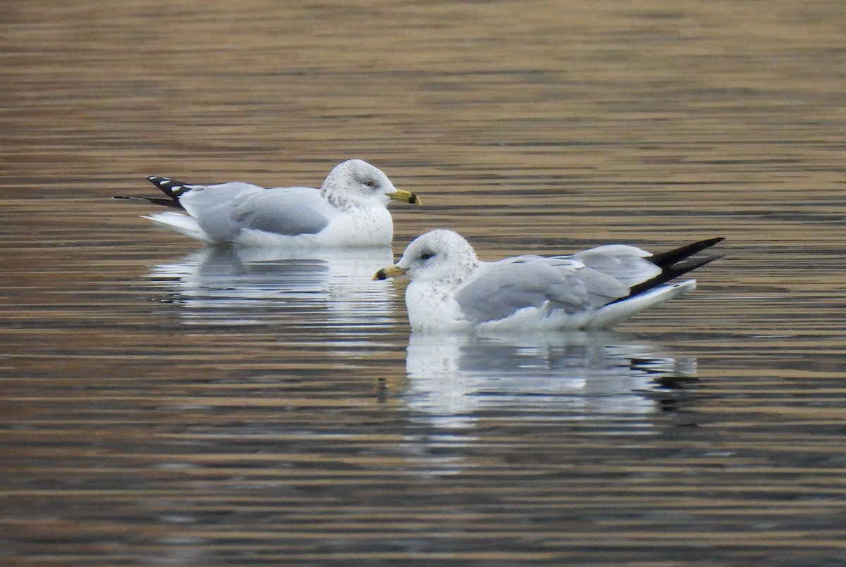 クロワカモメ - ML646543505