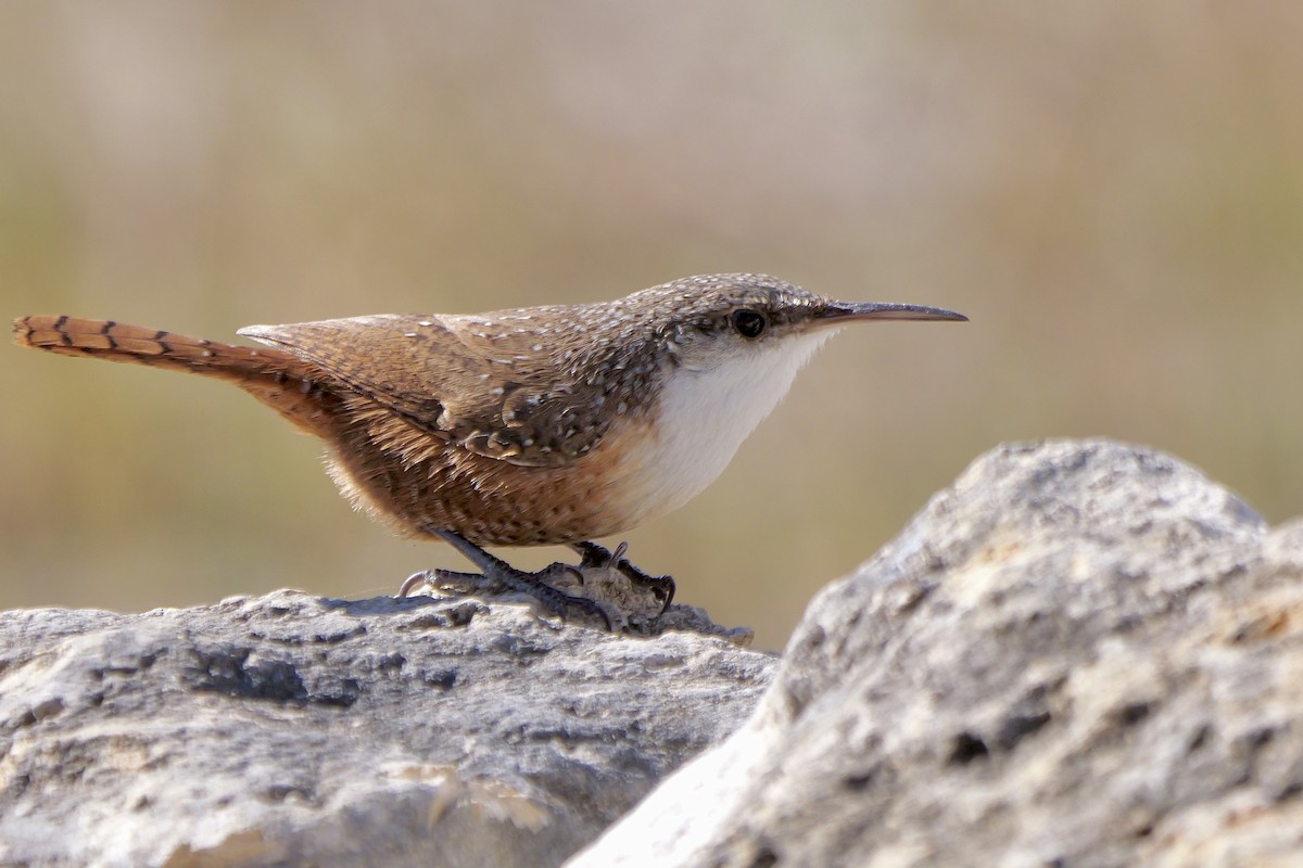 ムナジロミソサザイ - ML646543506