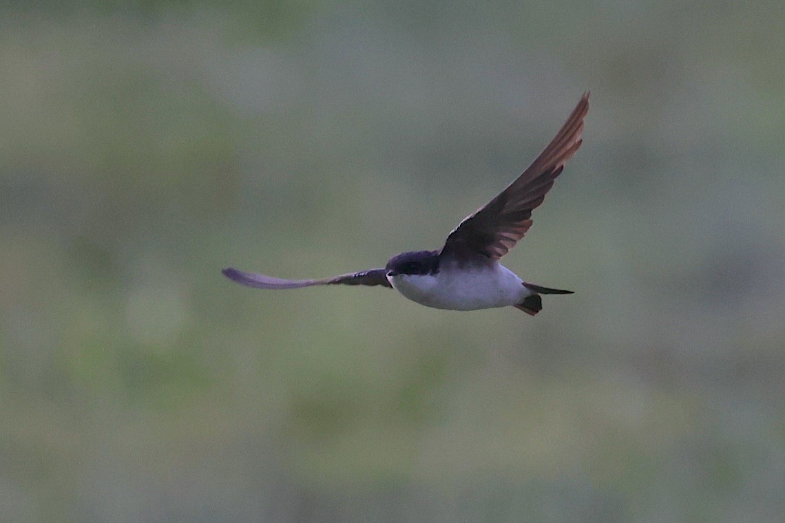Siberian House-Martin - ML646543507