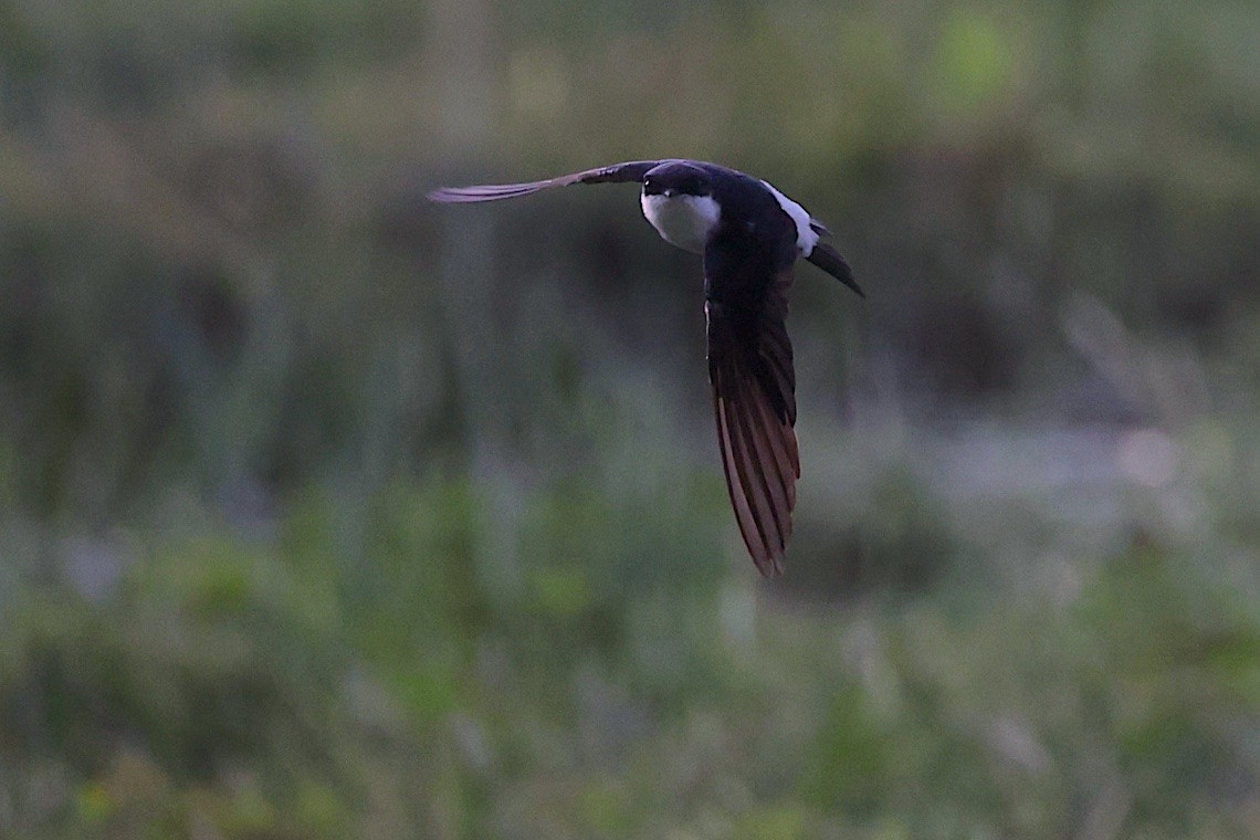 Siberian House-Martin - ML646543508
