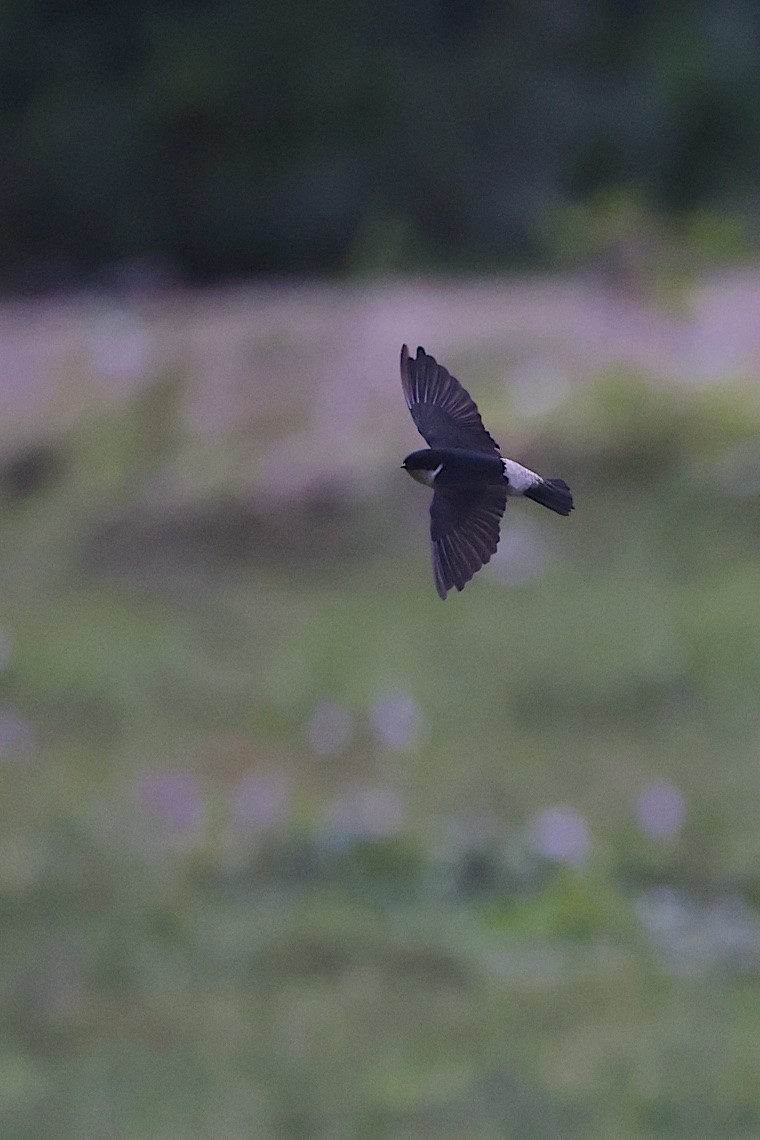 Siberian House-Martin - ML646543509