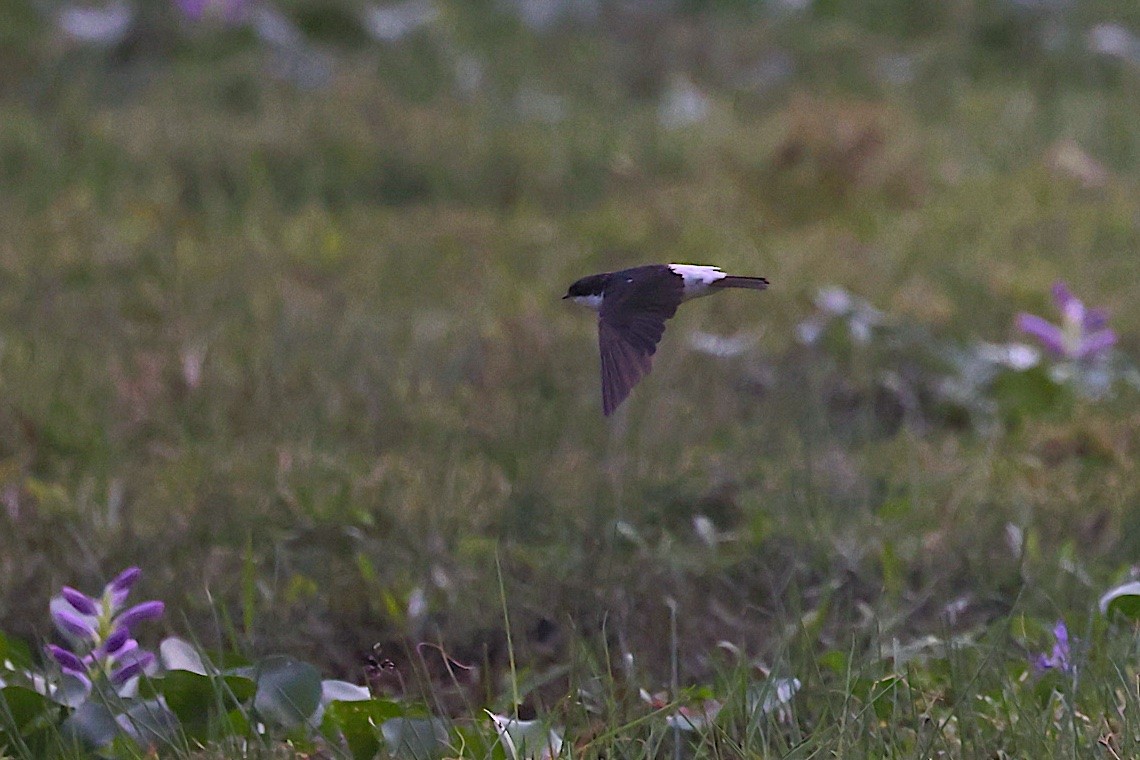Siberian House-Martin - ML646543510