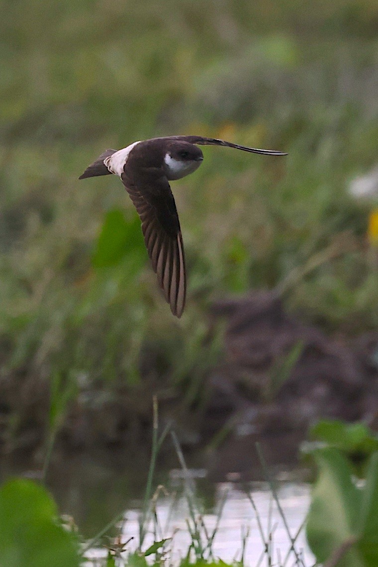 Siberian House-Martin - ML646543511