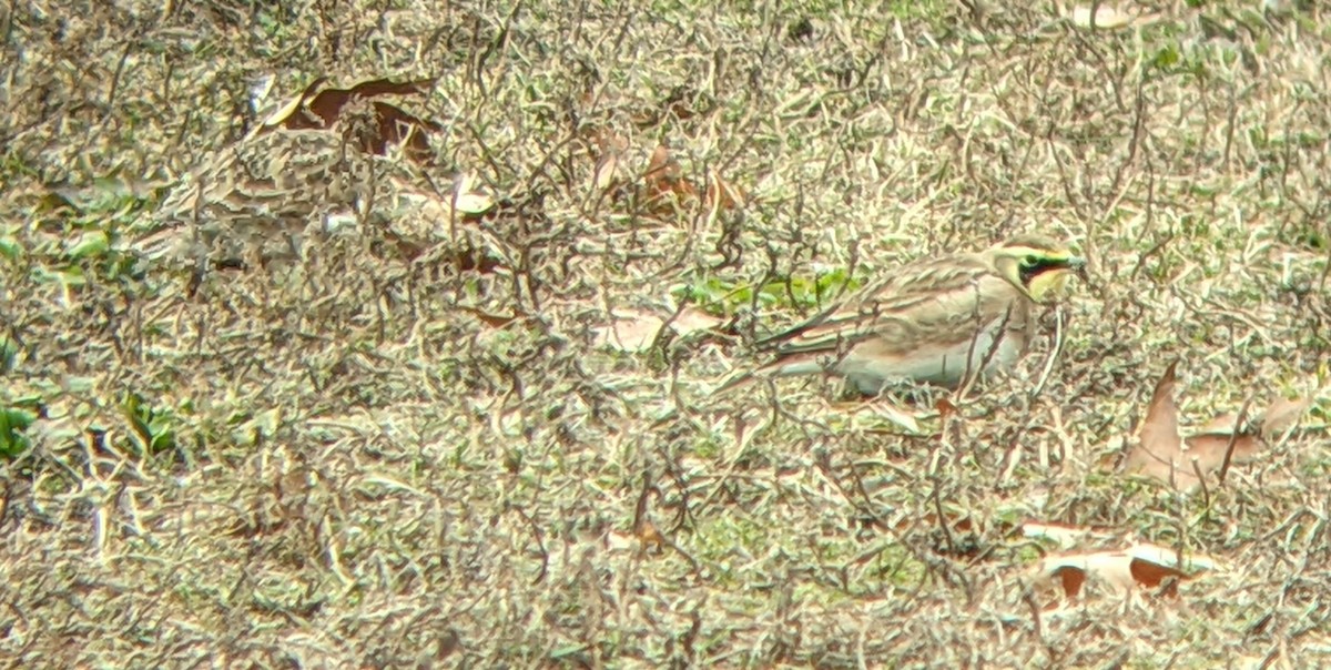 Alondra Cornuda - ML646543513