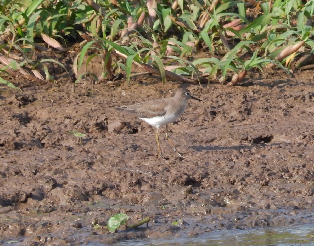 Einsiedelwasserläufer - ML646543518