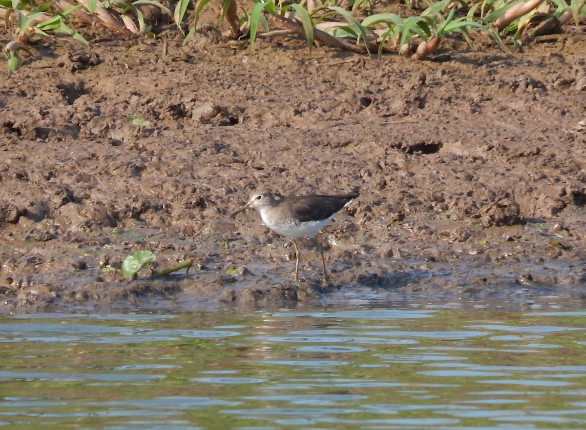 Einsiedelwasserläufer - ML646543519