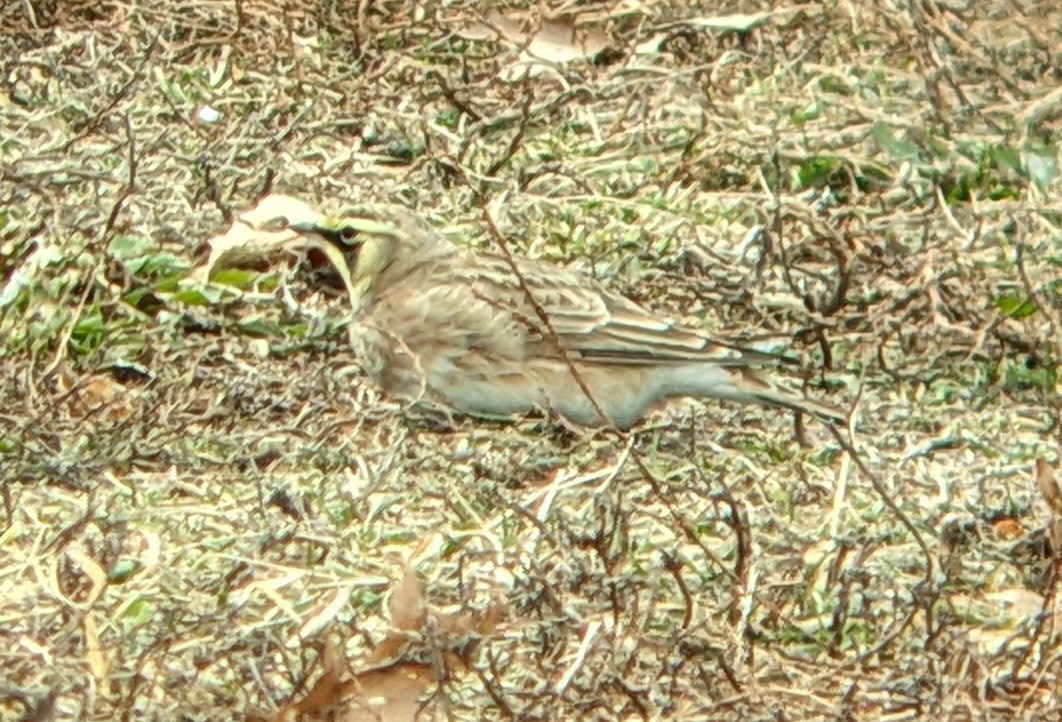 Alondra Cornuda - ML646543520