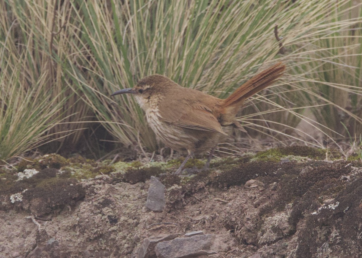 Rock Earthcreeper - ML646543521