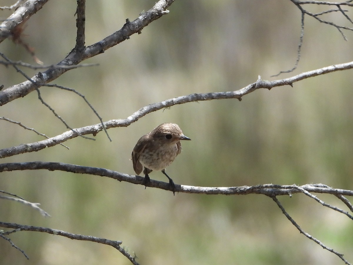 Red-capped Robin - ML646543522