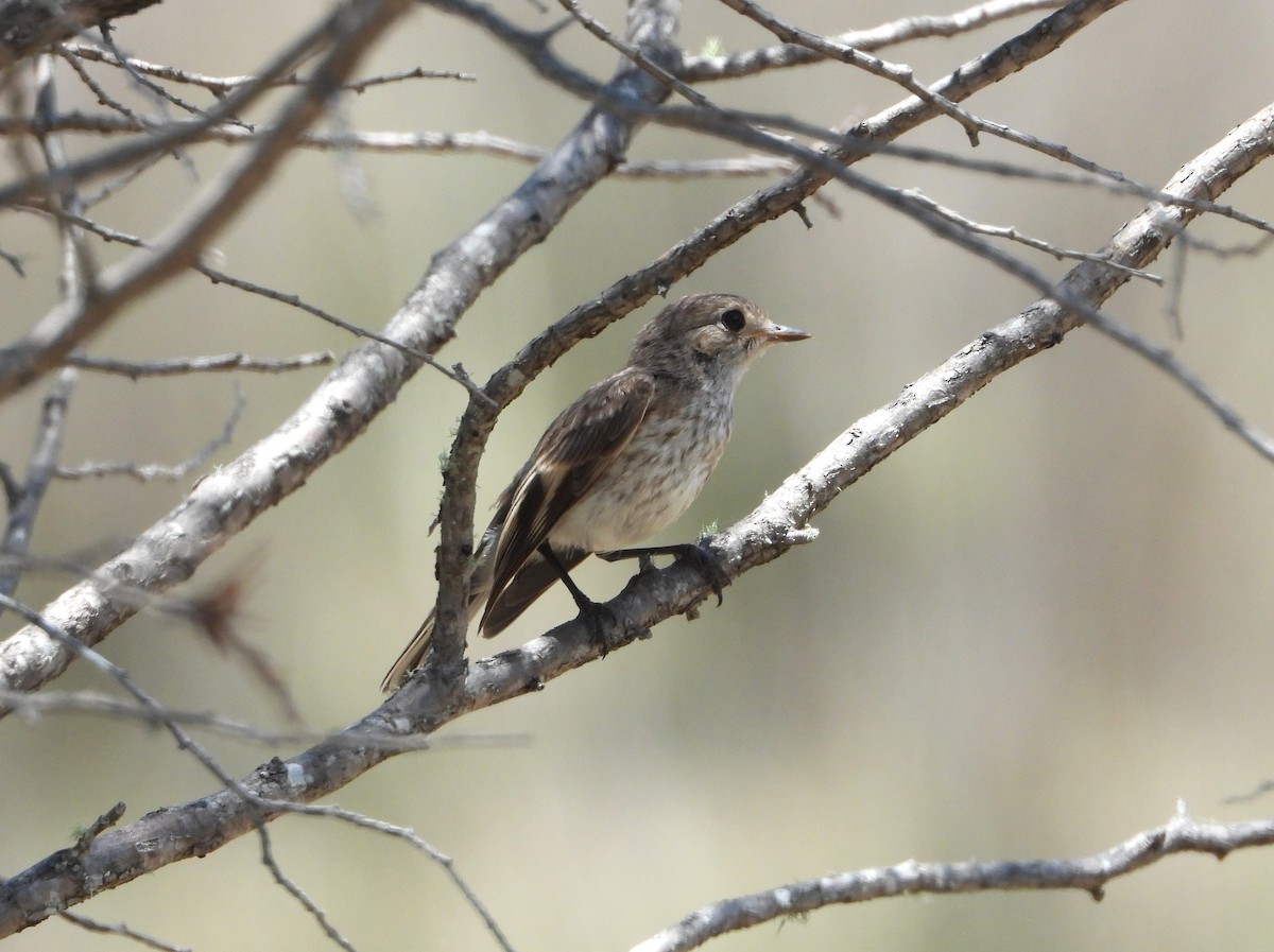 Red-capped Robin - ML646543523