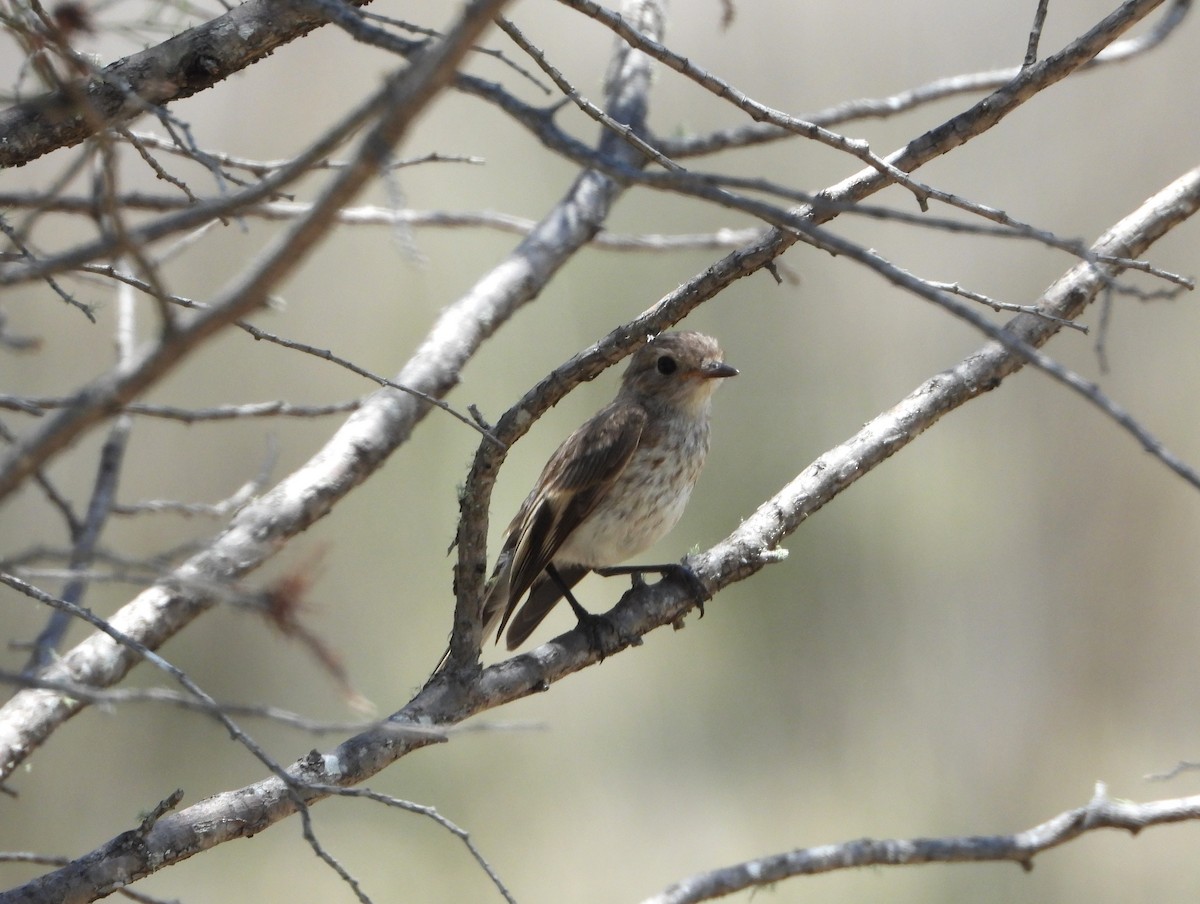 Red-capped Robin - ML646543525