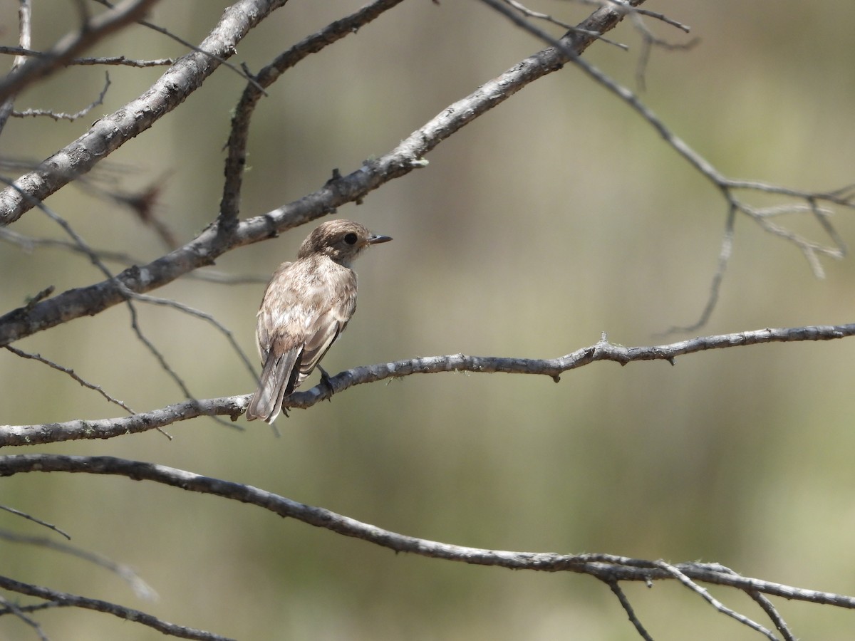 Red-capped Robin - ML646543526