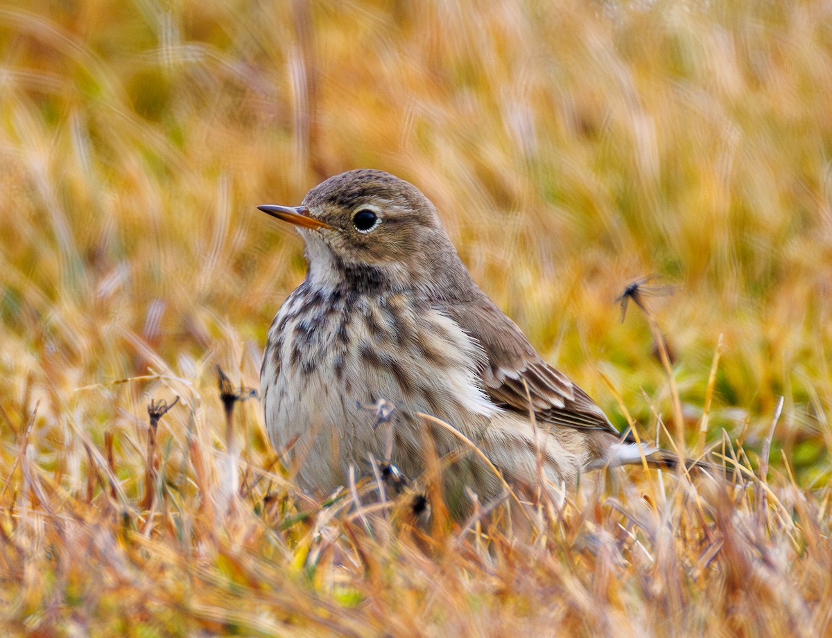 American Pipit - ML646543527