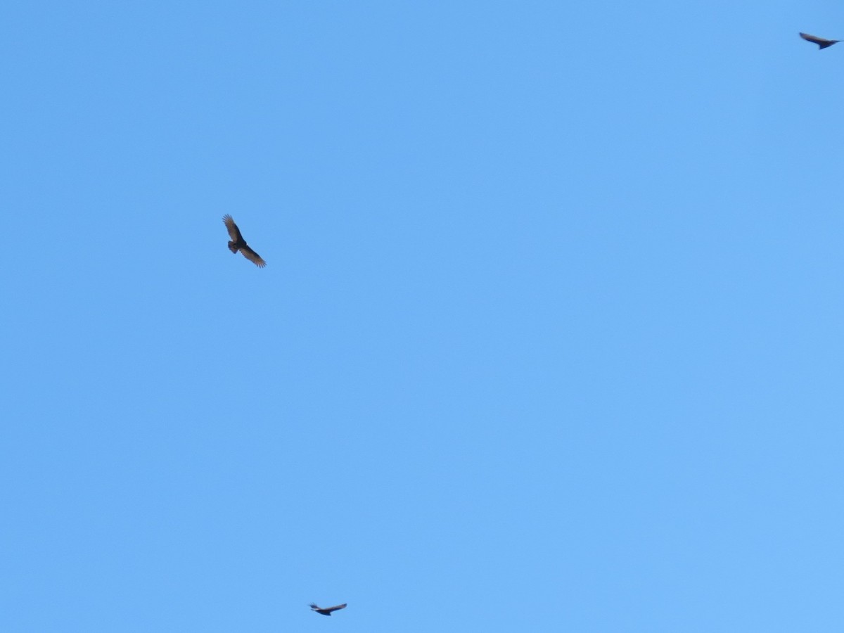 Turkey Vulture - ML646543528