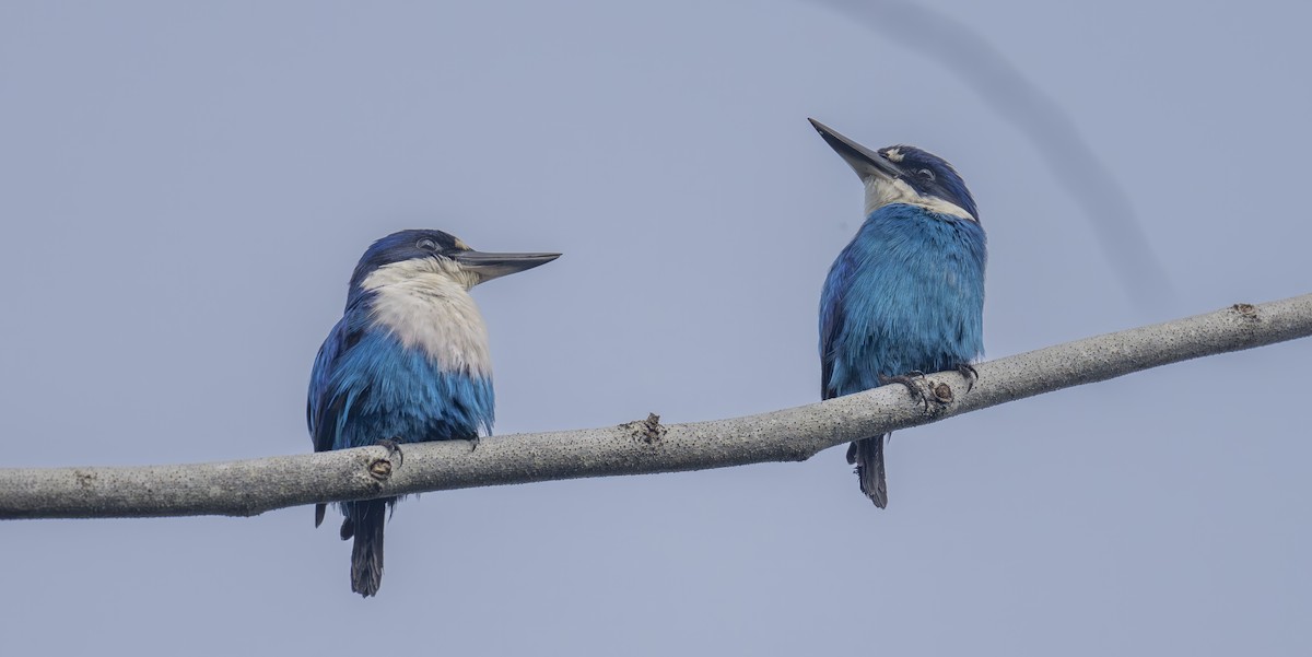 Lazuli Yalıçapkını - ML646543530