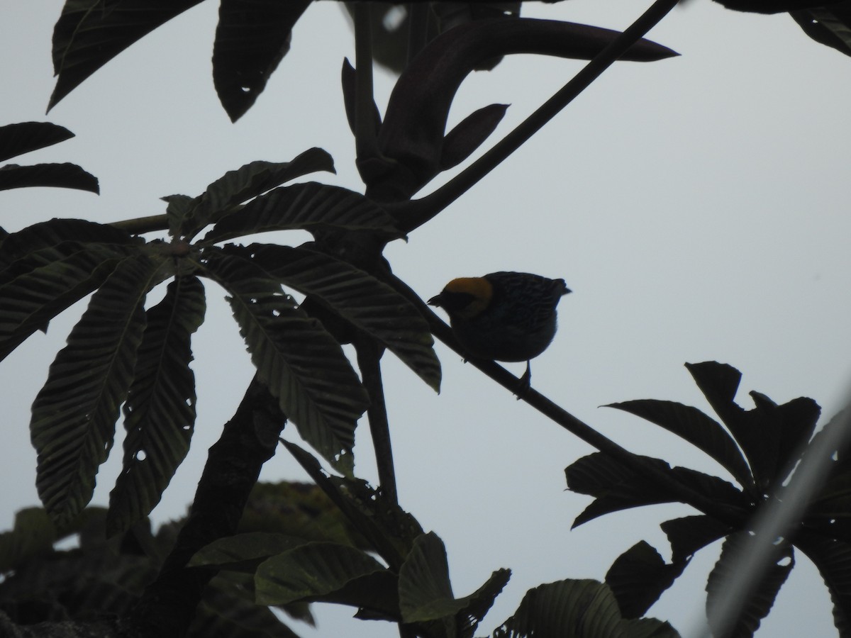 Flame-faced Tanager - ML646543531