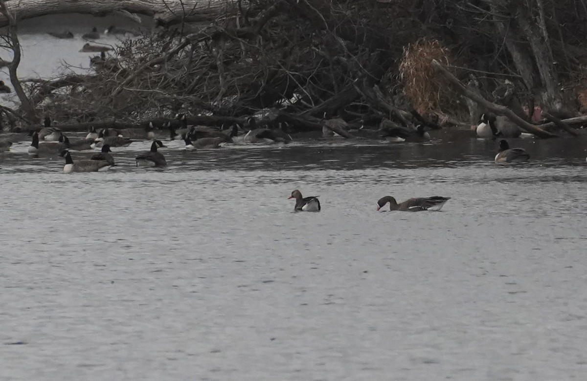 Greater White-fronted Goose - ML646543532
