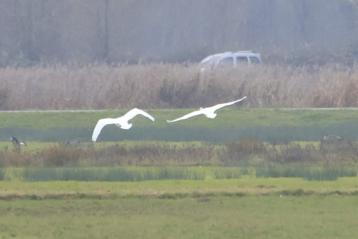 Cygne tuberculé - ML646543533