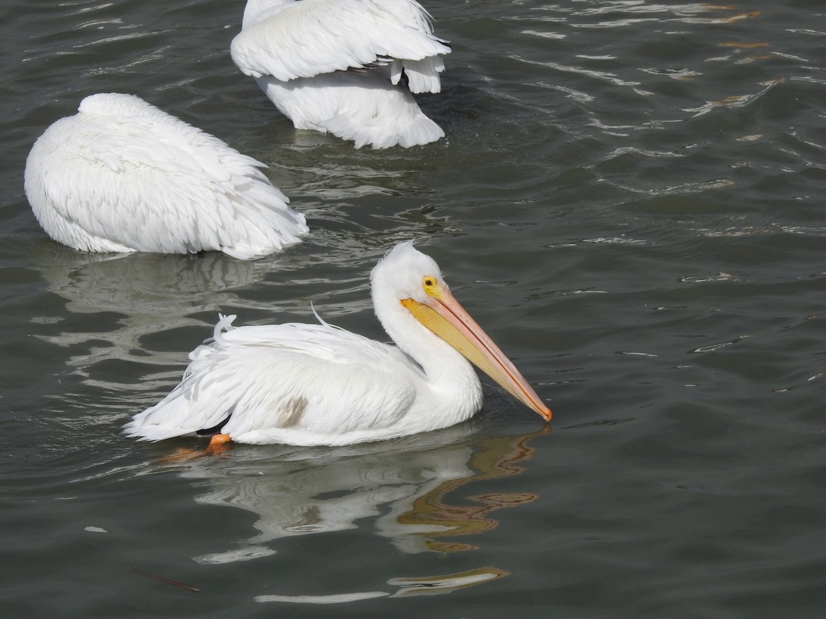 American White Pelican - ML646543534