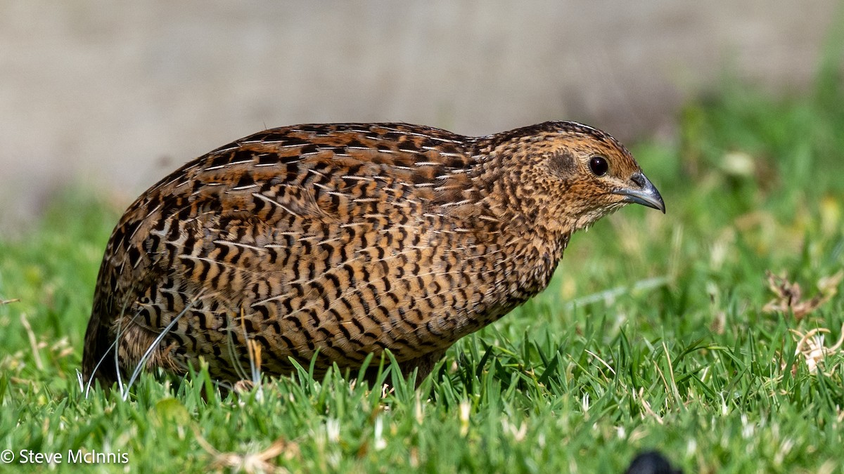 Brown Quail - ML646543536