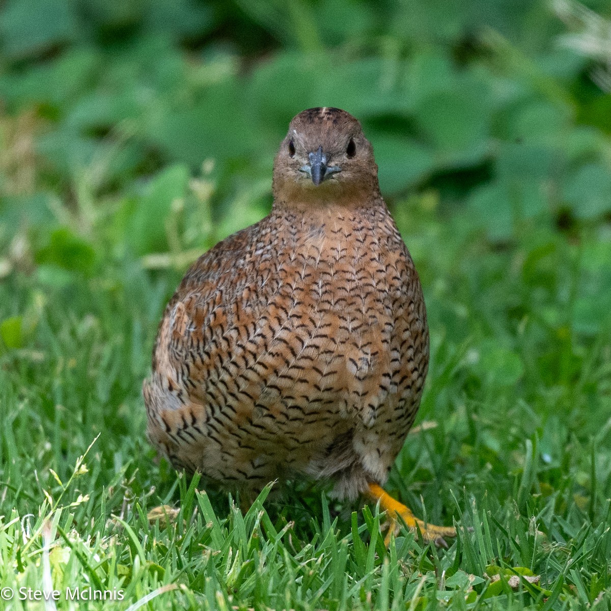 Brown Quail - ML646543537
