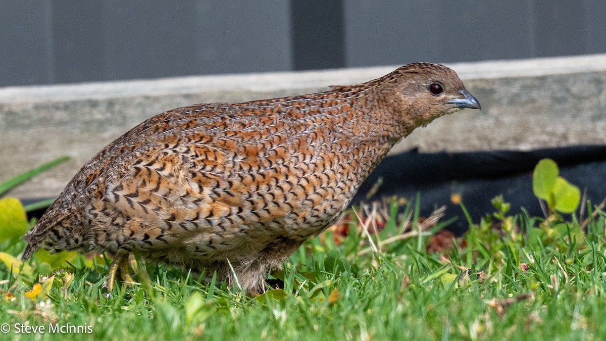 Brown Quail - ML646543538