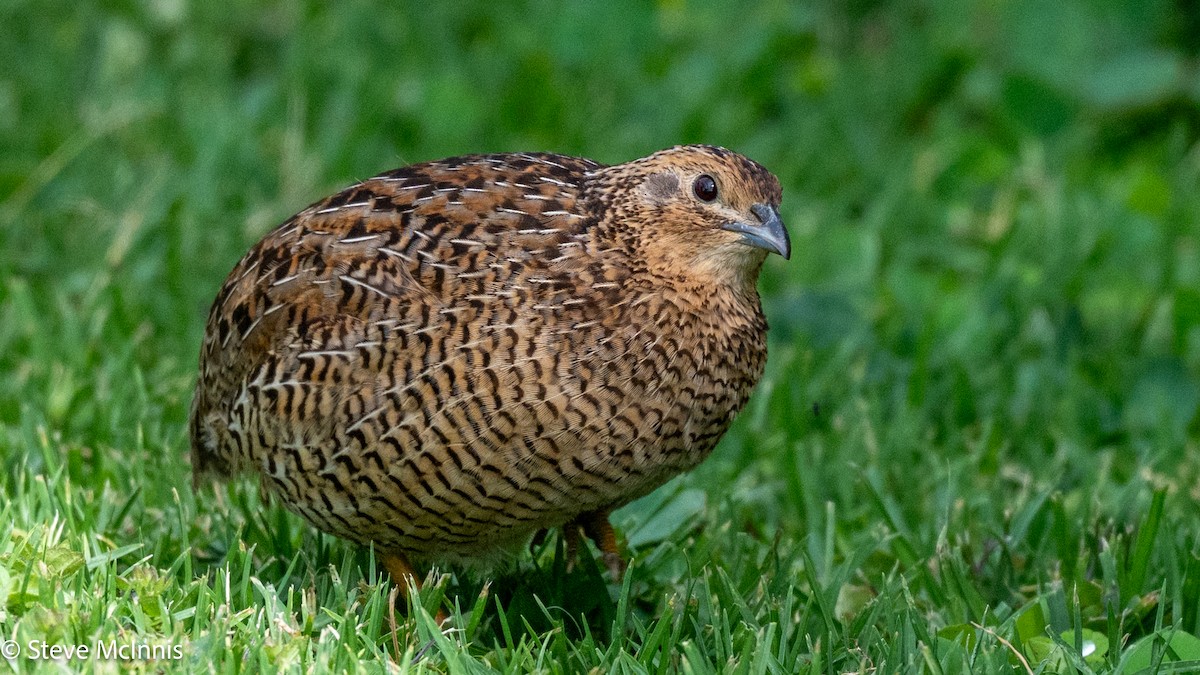 Brown Quail - ML646543539