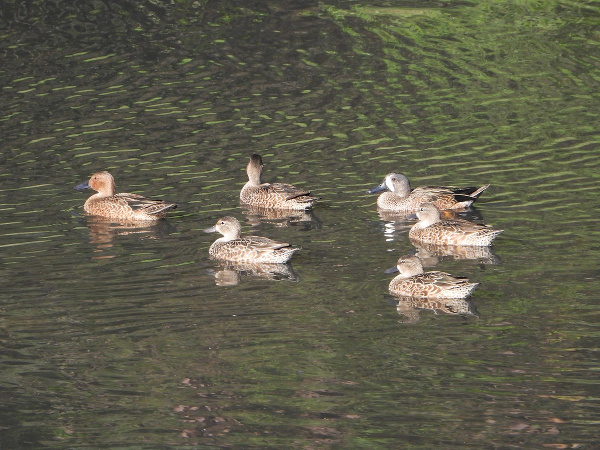 Чирянка блакитнокрила - ML646543540