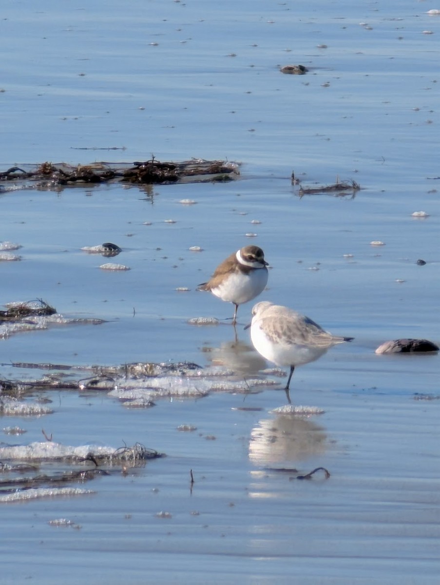 Txirritxo erdipalmatua - ML646543542