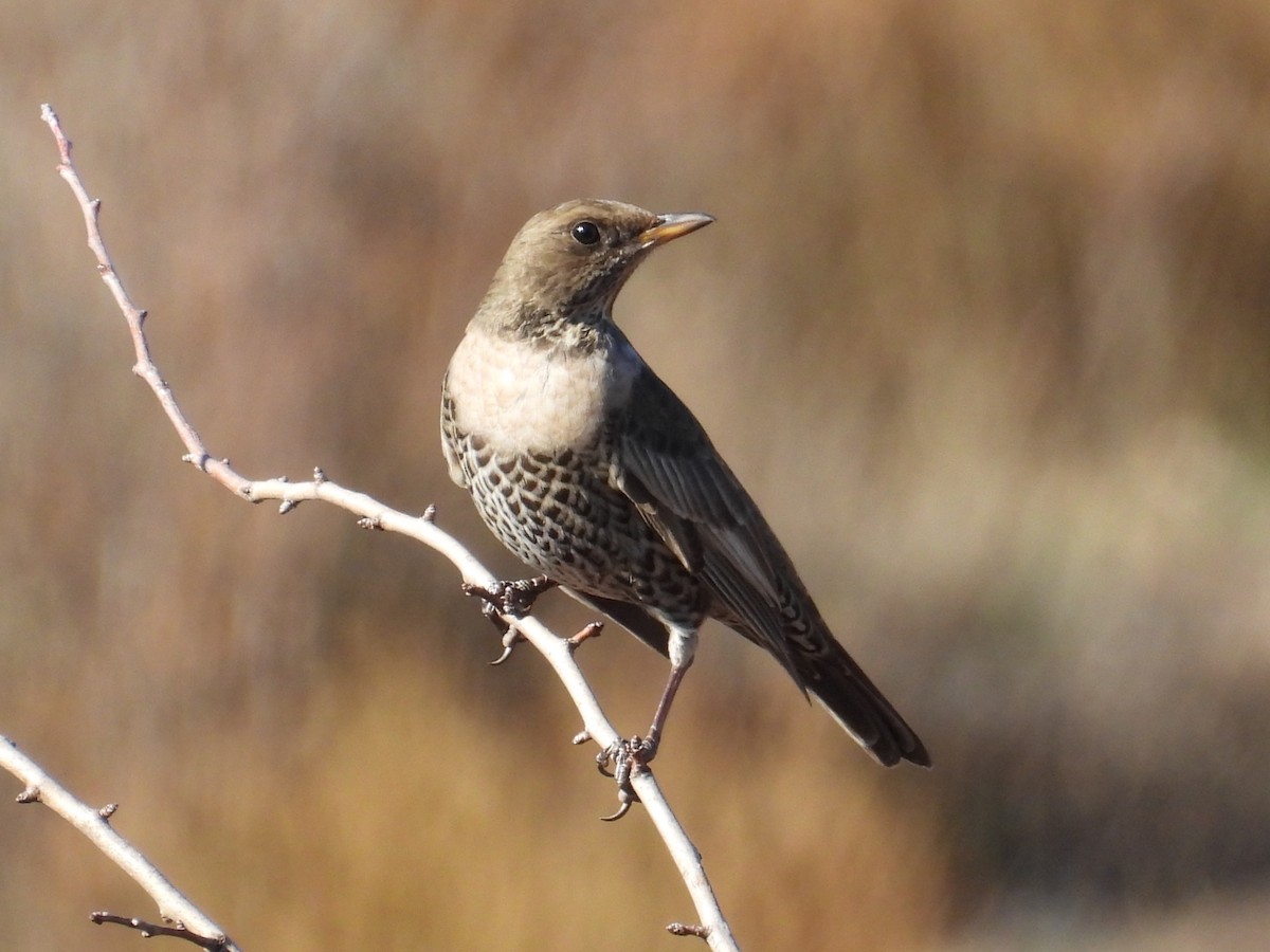 Ring Ouzel - ML646543544