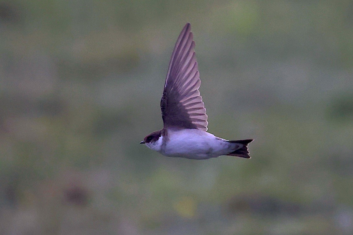 Siberian House-Martin - ML646543545