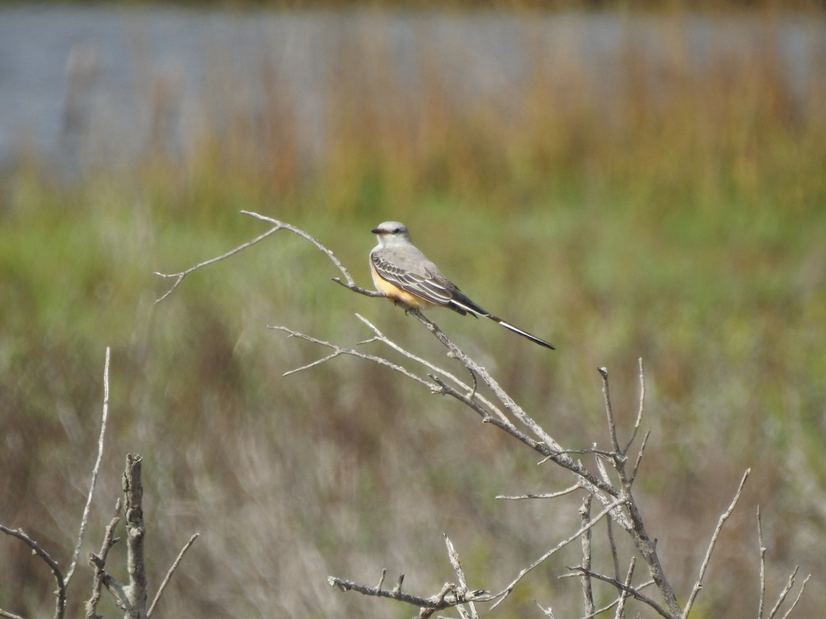 Scissor-tailed Flycatcher - ML646543553