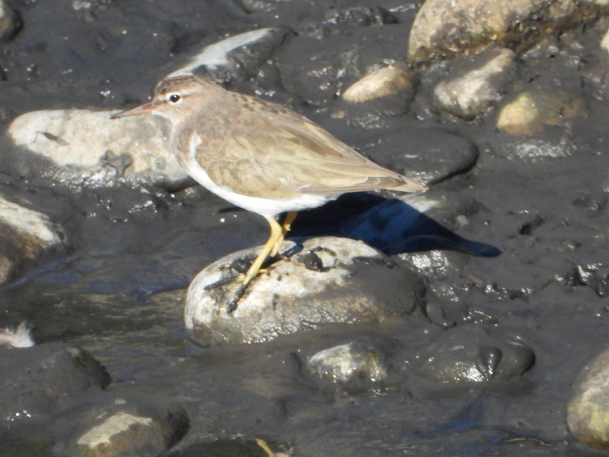 Spotted Sandpiper - ML646543554