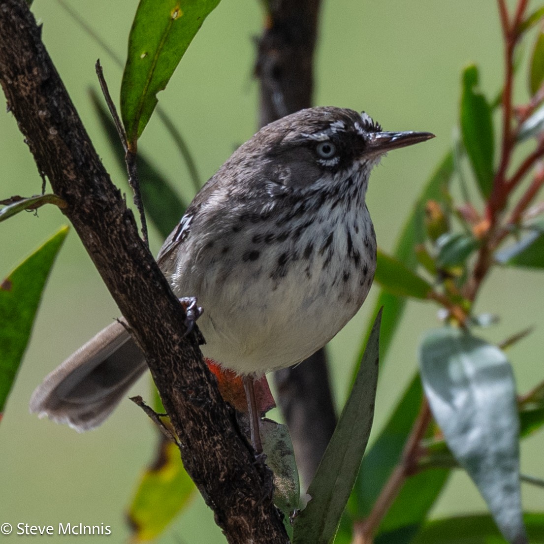 Кущовик плямистоволий - ML646543557